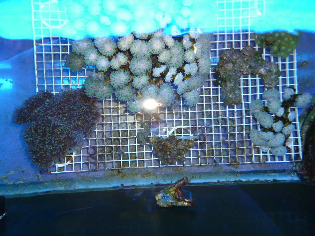 011 - All corals for sale, including HUGE one