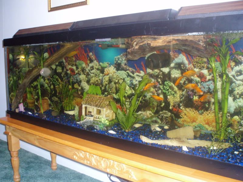 20 gallon fish tank 750 - tank3 2017 - Fish Tank Maintenance