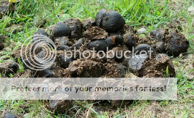 pile-of-dung1.jpg