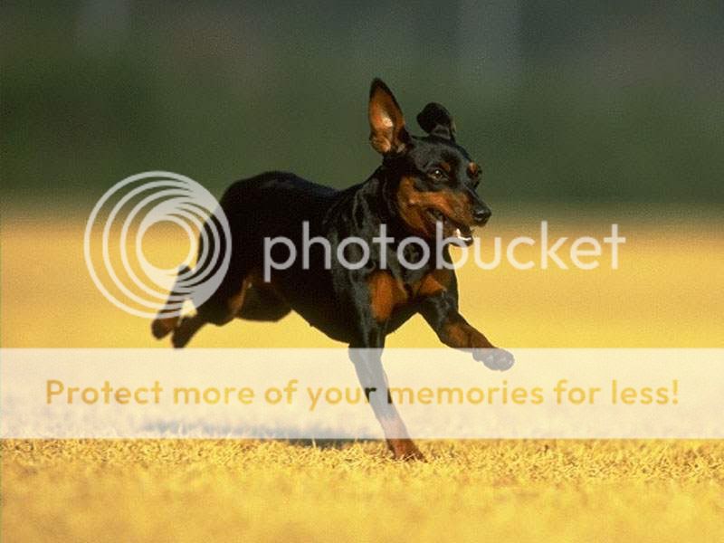 Beautiful Miniature Pinscher toy dog running 