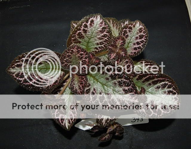 Episcia   African Violet Kin   Pink Acajou 43  